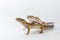 Two cute leopard gecko Eublepharis Macularius on a white background.