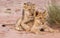 Two cute lion cubs playing on sand in the Kalahari