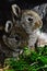 Two cute little bunnies eating fresh grass, grey mother fur in background.