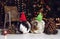 Two cute little Domestic guinea pigs (Cavia porcellus), also known as cavy or domestic cavy.