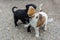 Two cute little homeless puppies fight, play and biting each other. One black another white-brown. Funny friendly puppy games