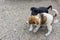 Two cute little homeless puppies fight, play and biting each other. One black another white-brown. Funny friendly puppy games