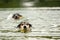 Two cute little Jack Russell Terrier dog friends are swims in water and retrieves a flower im mouth