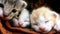 Two cute little kittens are sleeping. Close-up small cats faces. The third one comes up and looks at the camera