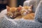 Two cute little kittens sleeping on sofa at home, close up with Generative AI.