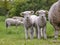 Two cute little lambs standing next to their mother sheep on a green pasture.