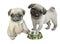 TWO CUTE LITTLE Pug PUPPIES SITTING NEAR A BOWL.LOVE DOGS.PETS.WATERCOLOR ILLUSTRATION.