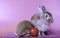 Two cute little rabbits brown on a pink background. The little rabbit is sleeping. And the other has a heart beside Cute pet with