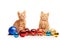 Two cute little red kittens sitting near colorful and sparkly Christmas toys and looking straight at camera