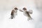 Two cute little Sparrow birds flying in the air and spread their