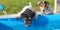 Two cute little thirsty Jack Russell Terrier dogs drinking cold water from a well on a hot summer day