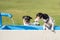 Two cute little thirsty Jack Russell Terrier dogs drinking cold water from a well on a hot summer day