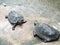 Two cute little turtles walking slowly on the ground in a zoo