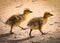 Two cute, little, yellow, bird baby, gooses fledgling walking on the ground of sand