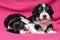 Two cute lying havanese puppies dog on a pink bedspread