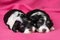 Two cute lying havanese puppies dog on a pink bedspread