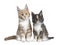 Two cute Maine Coon cat kittens sitting beside on white background.