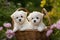 Two cute Maltese puppies in a wicker basket on a background of flowers