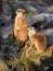 Two cute meerkats