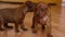 Two cute mini pinscher puppies. Adorable baby dogs. Small pets