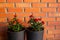 Two cute miniature roses, orange and dark red growing in black color plastic rattan flower pot in home outdoors, horticulture.