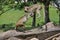 Two Cute Monkeys Jumping and Playing