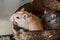 Two cute mouse Domestic Gerbil (Gerbillinae)