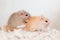 Two cute mouse in love Domestic Gerbil (Gerbillinae)