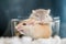 Two cute mouse in love  Domestic Gerbil (Gerbillinae)