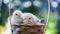 Two cute newborn chickens are sitting in a wicker basket with hay