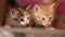 Two cute newborn kittens in a cardboard box, closeup faces