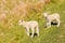 Two cute newborn lambs standing on grassy meadow with copy space