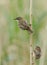 Two cute newly fledged baby Sedge Warbler, Acrocephalus schoenobaenus, perching on a reed at the edge of a lake. They are waiting