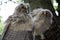 Two cute owls are sitting on a tree, close-up. Wild nature