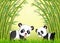 Two cute panda in a bamboo forest