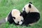 Two cute pandas