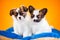 Two cute Papillon puppies on a orange background