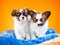 Two cute Papillon puppies on a orange background