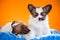 Two cute Papillon puppies on a orange background
