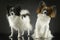 Two cute papillon sitting in a dark photo studio