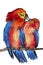 Two cute parrots
