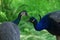 Two cute peacocks looking at each other lovingly on a blur background