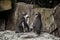 Two cute penguins at zoo in Berlin