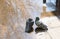 Two cute pigeons standing on the ground near the rainwater