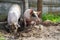 Two cute piglets playing outside