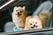Two cute pomeranian dogs smiling on car, going for travel or outing. Pet life and family concept