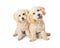 Two Cute Poodle Crossbreed Dogs on White