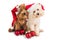 Two cute poodle puppies in santa costume with Christmas ornament