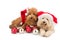 Two cute poodle puppies in santa costume with Christmas ornament