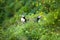 Two cute Puffins birds sitting in the flowers, Iceland